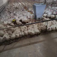 اجاره مرغداری ۲۵۰۰۰قطعه