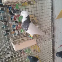 بوم نر|پرنده|شوشتر, |دیوار