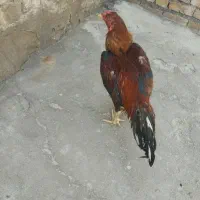 خروس لاری اصیل