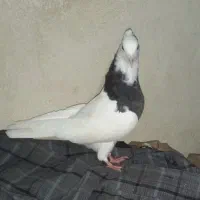 طوقی  3  پری .