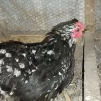 مرغ و خروس کوشین و برهما|حیوانات مزرعه|بابلسر, |دیوار