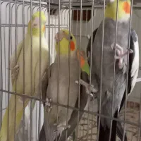 عروس هلندی|پرنده|قم, سرحوض|دیوار