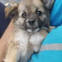 با سلام یک عدد توله سگ اشپیتز آلمانی