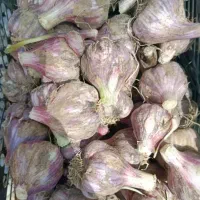 سیر فروشی