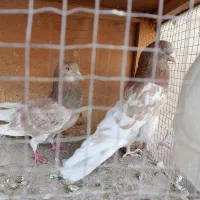 کبوتر.کفتر|پرنده|ری, شهادت|دیوار