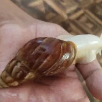فروش حلزون اچاتینا