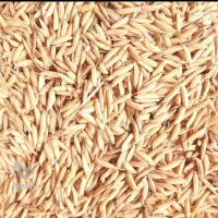 خرید جو برنج