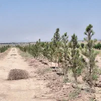 ۱۶.۸۰۰مترزمین،۲تاسند۶دانگ،سهیلیه زعفرانیه اقبالیه|فروش زمین و ملک کلنگی|کرج, باغ سیب|دیوار