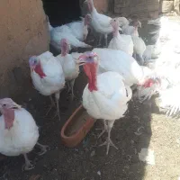 بوقلمون گوشتی|حیوانات مزرعه|شاهرود, |دیوار