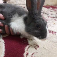 خرگوش
