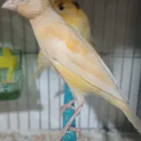 ۴تا قناری جوان طلایی و قرمز|پرنده|اردبیل, |دیوار