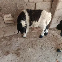 بره نر چاق مست