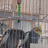 عروس هلندی سینامون مولد|پرنده|اهواز, ۳۰ متری|دیوار