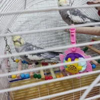 عروس هلندی|پرنده|بیجار, |دیوار