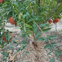 باغ ۴۴۰ متری|فروش زمین و ملک کلنگی|تهران, دولتخواه شمالی|دیوار