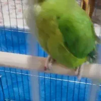 طوطی ملنگو ماده