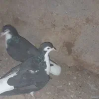 کفتر وکبوتر ساده