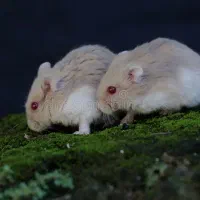 (۲ تا همستر بند انگشتی)|موش و خرگوش|محمدشهر, ولدآباد بزرگ|دیوار