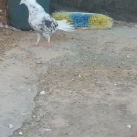 هفت رنگ دم سفیدوسار