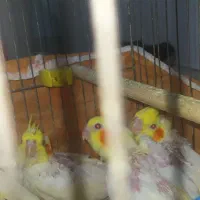 عروس پاریس|پرنده|اهواز, سپیدار|دیوار