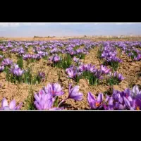 پاکن گل زعفران