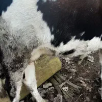 گاو|حیوانات مزرعه|صومعه‌سرا, |دیوار