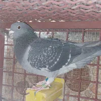 کبوتر اردن مسافتی|پرنده|محمدشهر, همایون ویلا|دیوار
