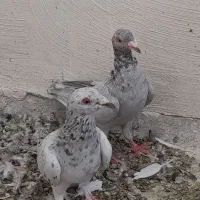 کفتر سرور|پرنده|اردکان, |دیوار