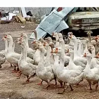 غاز و قو غاز