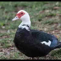 تخم نطفه دار اردک مسکویی