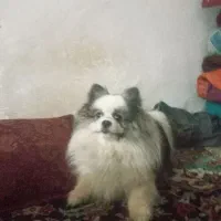 سک پامرین خرسی