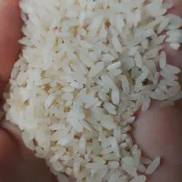 برنج و نیم میم دانه کامفیروزی