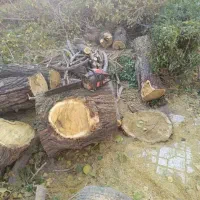 هرس درختان مزاحمم