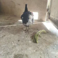 تخم مرغ نطفه دار گلین طوسی چهل تاج فول کیفیت|حیوانات مزرعه|اصفهان, کارلادان|دیوار