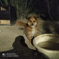 سگ پامرانین