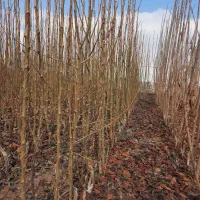 نهال گلابی|گل و گیاه طبیعی|مشهد, کلاته برفی|دیوار