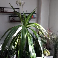 گل سوسن عنکبوتی با گلدان