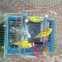 مرغ عشق|پرنده|گرگان, |دیوار