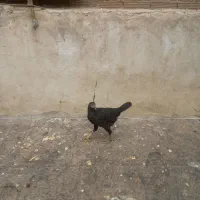 جوجه محلی|حیوانات مزرعه|کلاله, |دیوار