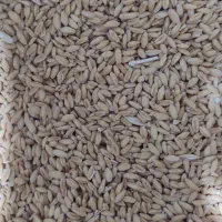 گندم|خدمات باغبانی و درختکاری|جلگه ماژان, |دیوار