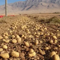 سیب زمینی جیلی و بامبا