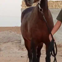 یک عدد مادیان کردفروش فوری به علت نداشتن جا