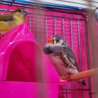 فنچ|پرنده|زاهدان, |دیوار