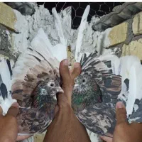 کبوتر زیرخاکی کاشان