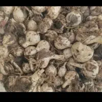 موسیر