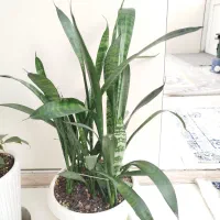 گل دیفن|گل و گیاه طبیعی|قدس, شهرقدس|دیوار