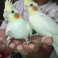 عروس هلندی دو تا سخنگو