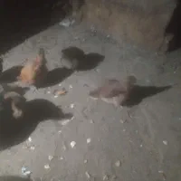 مرغ|حیوانات مزرعه|سردشت, |دیوار