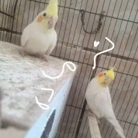 یک جفت عروس هلندی