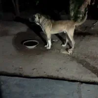 سگ سرابی اصیل